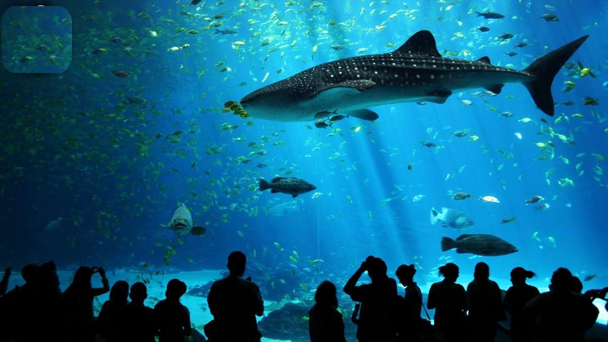 10 World’s Biggest & Most Amazing Aquariums