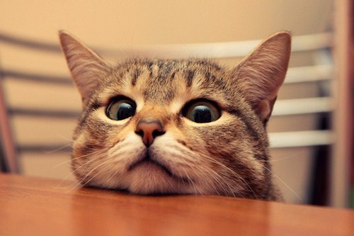 health benefits of living with cats