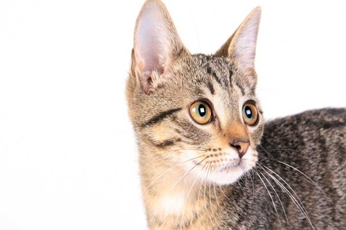 health benefits of living with cats
