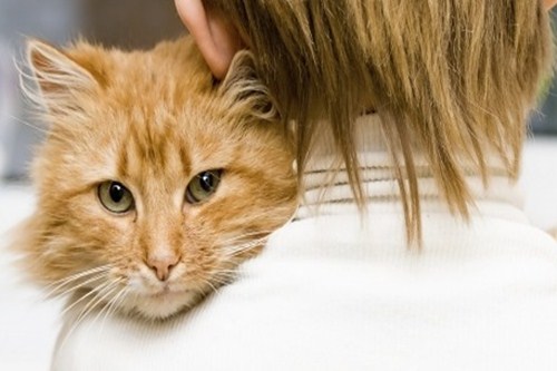health benefits of living with cats