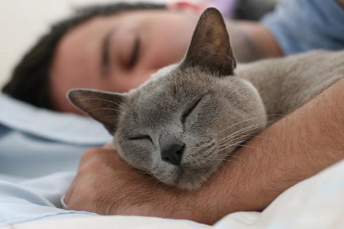 health benefits of living with cats