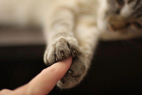 health benefits of living with cats