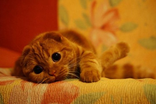 health benefits of living with cats