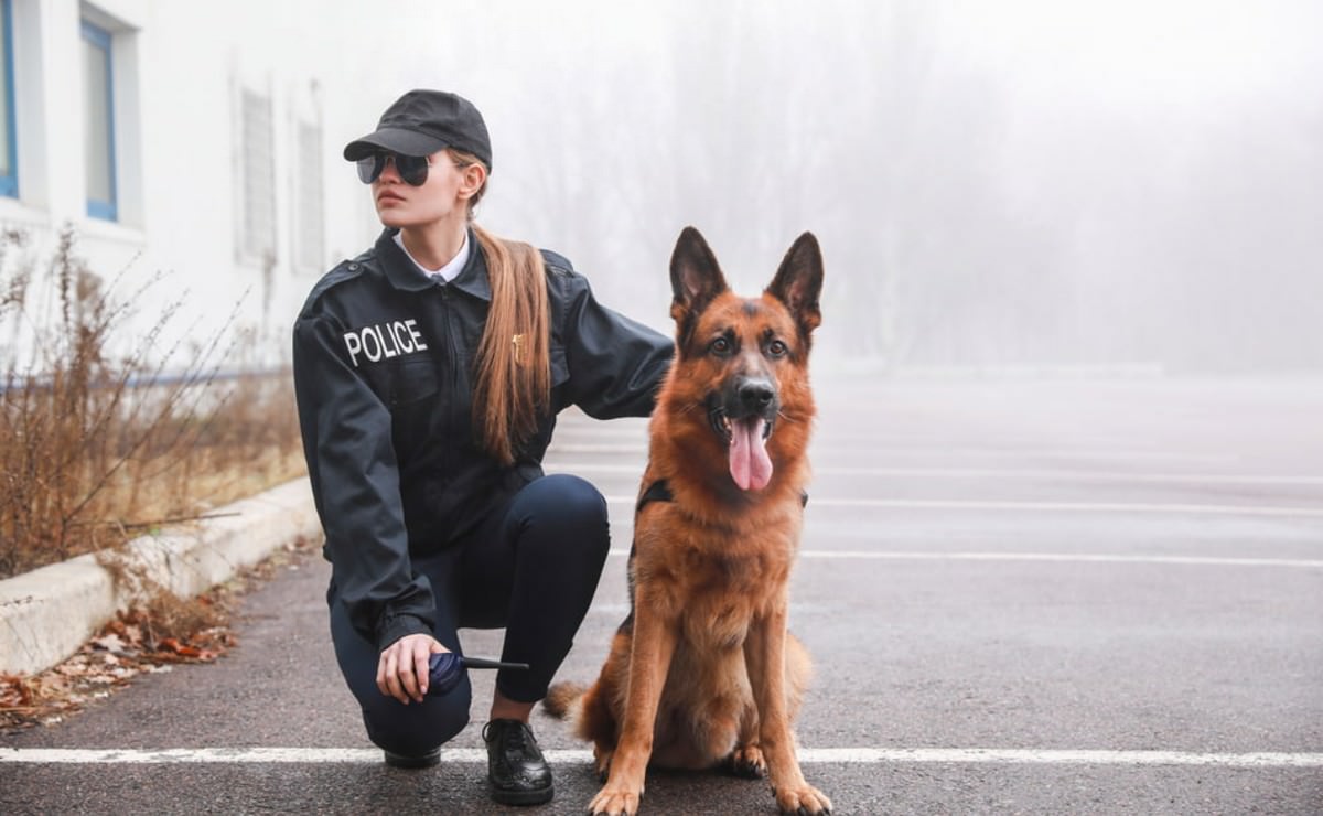 10 Best Police Dog Breeds In The World