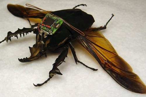 10 Bizarre Attempts to Weaponize Insects