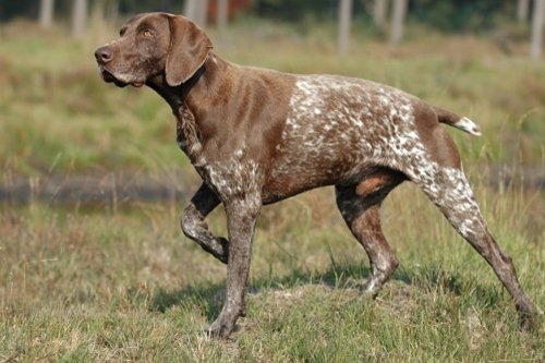 10 Best Police Dog Breeds World S Best Guard Dogs