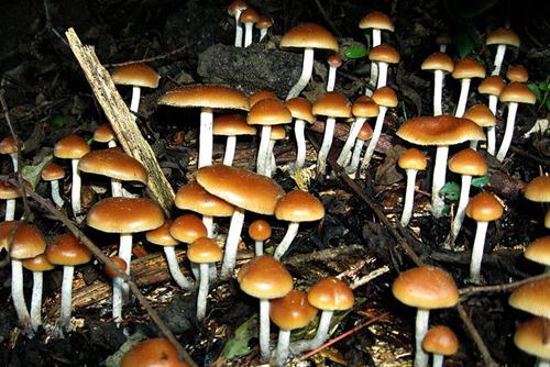 Drugs Used in Ancient Cultures