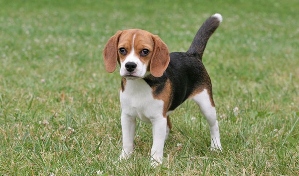 Adorable English Dogs Beagle Adorable English Dogs Beagle