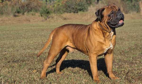 Adorable English Dogs Bull Mastiff Adorable English Dogs Bull Mastiff