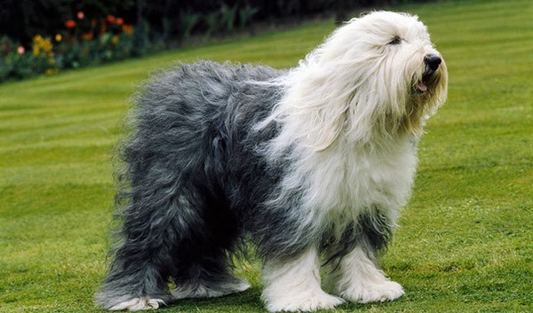 Adorable English Dogs Sheepdog Adorable English Dogs Sheepdog