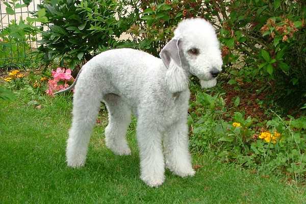 Bedlington Terrier Adorable English Dogs Bedlington Terrier Adorable English Dogs