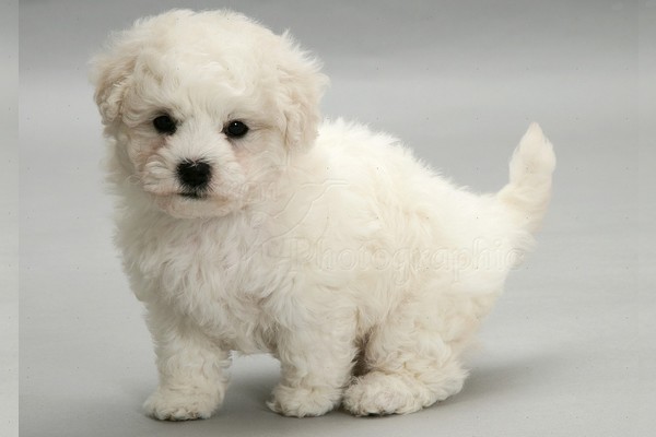 Dog Breeds for Kids and Families