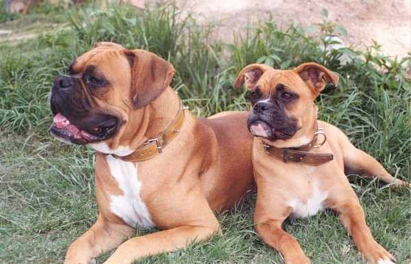 Dog Breeds for Kids and Families
