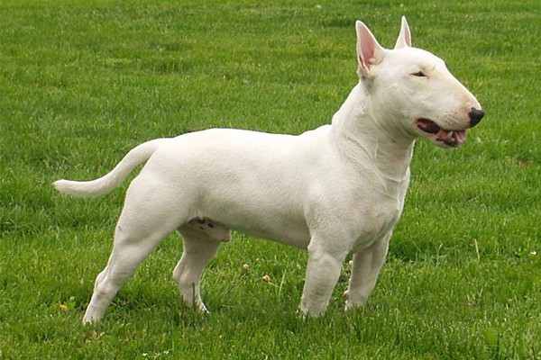 Dog Breeds for Kids and Families