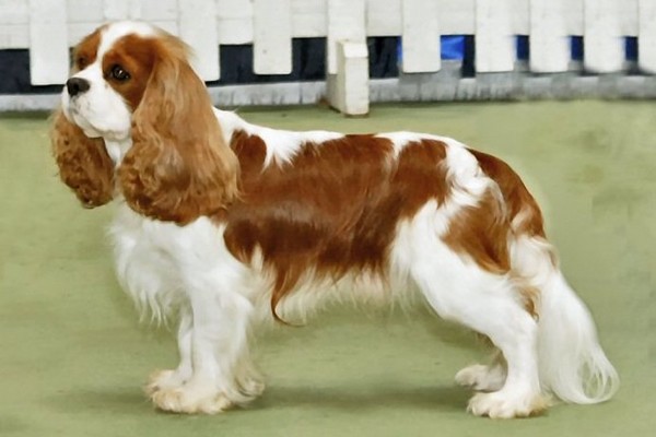 Cavalier King Charles Spaniel Adorable English Dogs