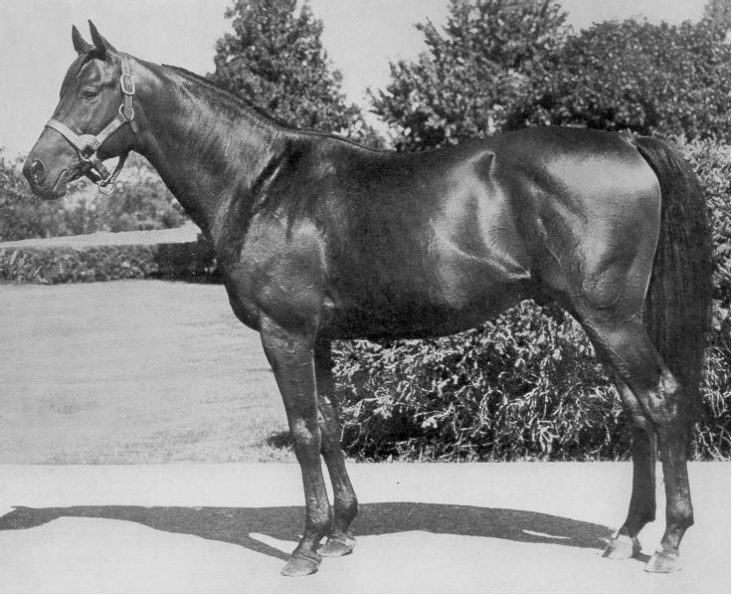 10 Best Race Horses of All Time Greatest Thoroughbreds