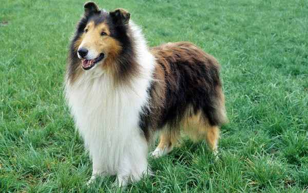 Dog Breeds for Kids and Families