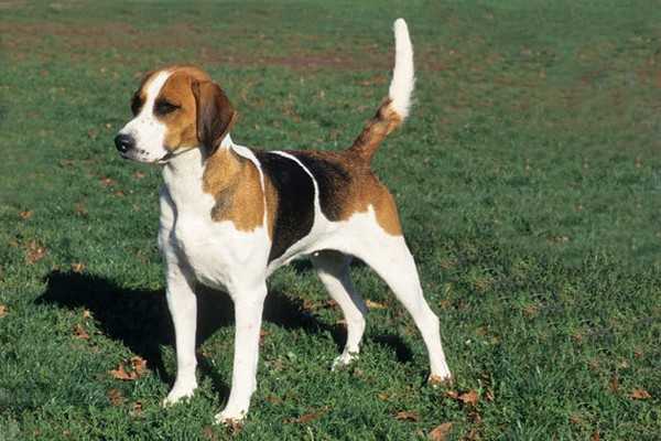 Adorable English Dogs Adorable English Dogs