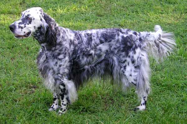 English Setter Adorable English Dogs English Setter Adorable English Dogs