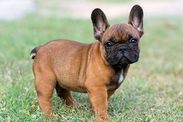 French Bulldog Puppy Red French Bulldog Adorable English Dogs