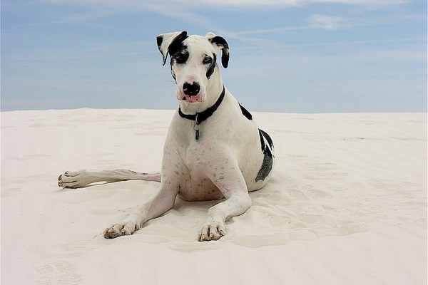 Dog Breeds for Kids and Families