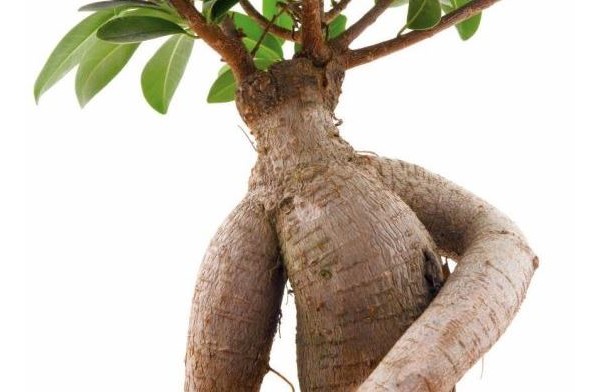 Health Benefits of Ashwagandha Health Benefits of Ashwagandha