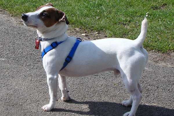 Adorable English Dogs Adorable English Dogs