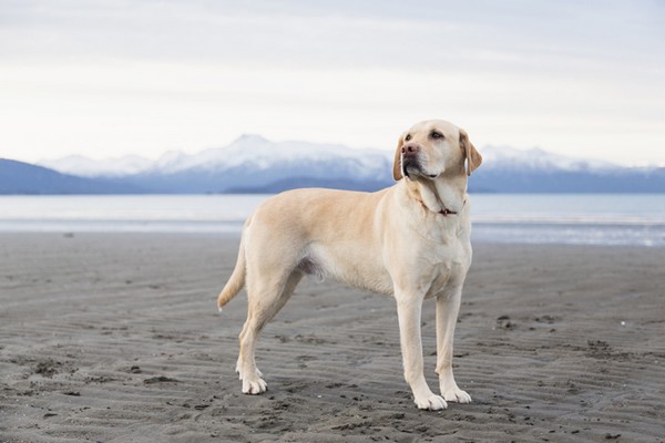 Dog Breeds for Kids and Families