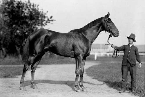 Best Race Horses Best Race Horses