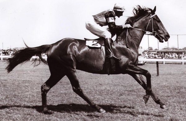Phar Lap Best Race Horses Phar Lap Best Race Horses