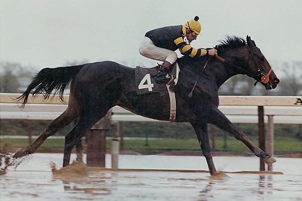 Seattle Slew Best Race Horses Seattle Slew Best Race Horses