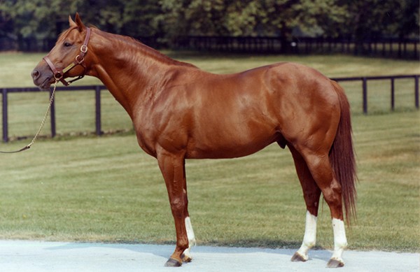 Best Race Horses Best Race Horses