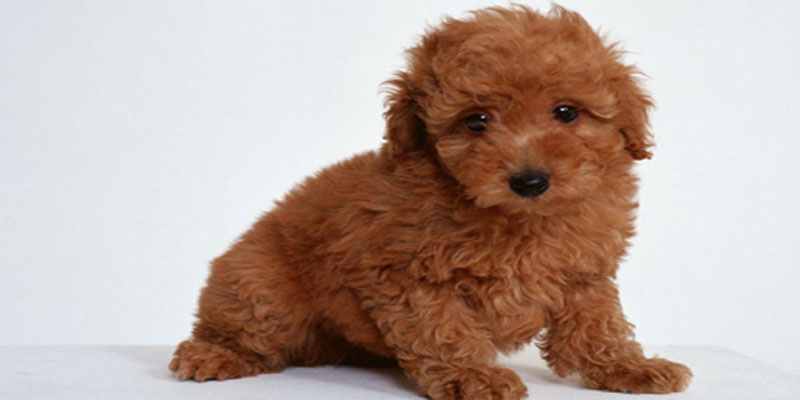 Dog Breeds for Kids and Families