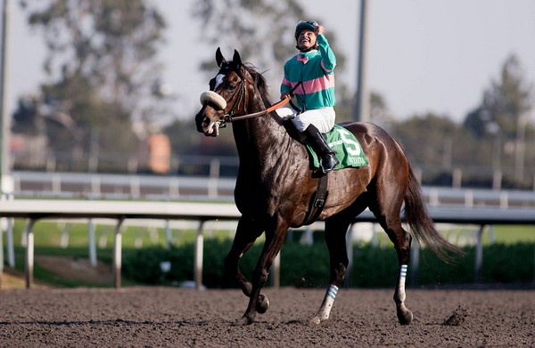 Zenyatta Best Race Horses Zenyatta Best Race Horses