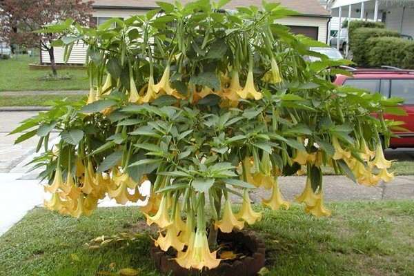 Top 10 Most Poisonous Plants on Earth