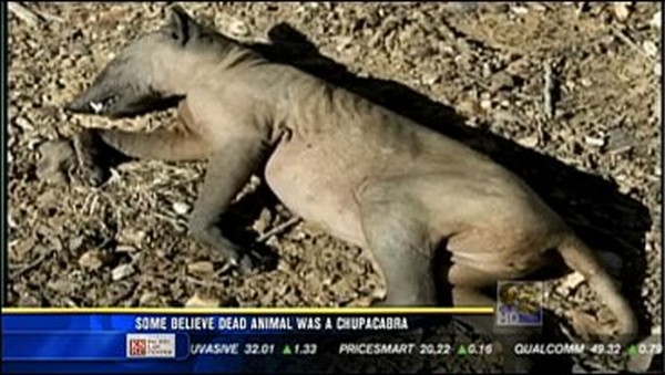 Mysterious Creatures Spotted on Camera