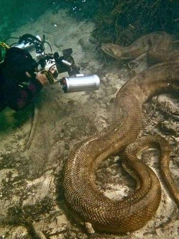 Mysterious Creatures Spotted on Camera