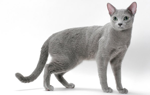 Most Expensive Cat Breeds