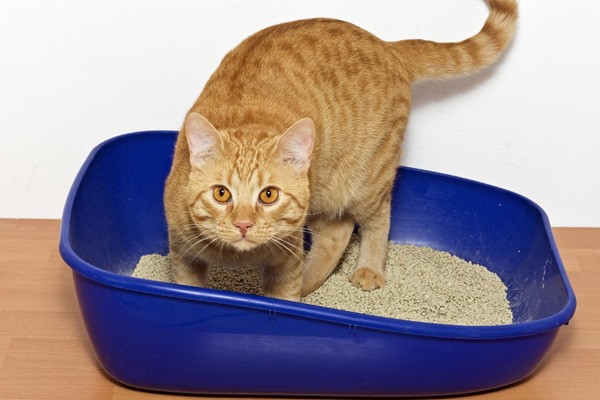 Interesting Things About Cats
