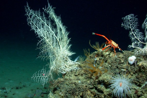 Alarming Ways We Are Losing Our Coral Reefs