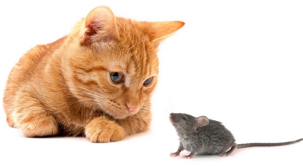 Interesting things about cats