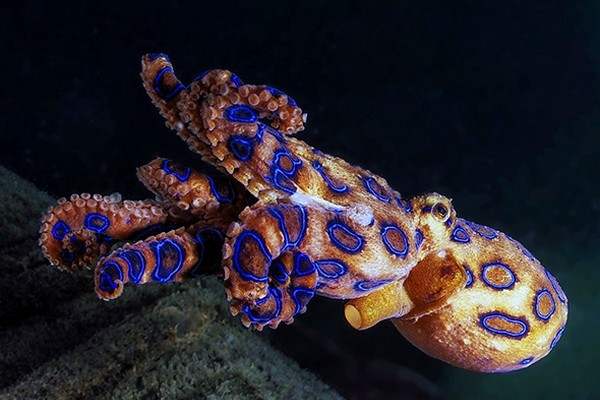 Top 10 Most Dangerous Sea Creatures For Humans