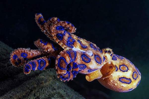 Top 10 Most Dangerous Sea Creatures For Humans Blue ringed octopus - Top 10 Most Dangerous Sea Creatures For Humans