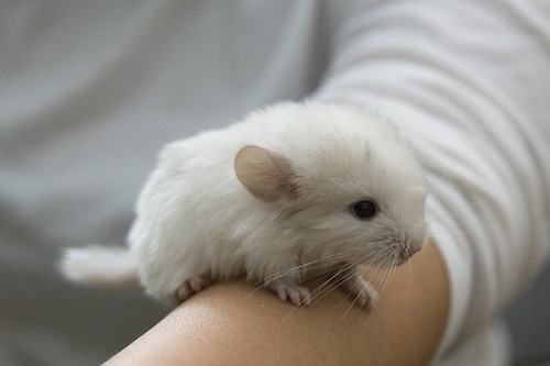 Top 10 Small Pets That Could Be Right 