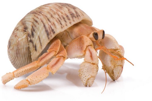 Hermit Crab