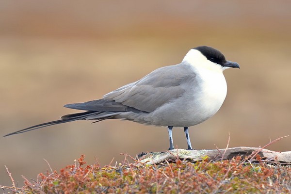 lesser known animals lesser known animals