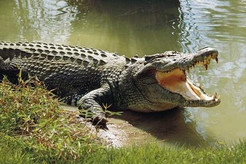 Saltwater Crocodile