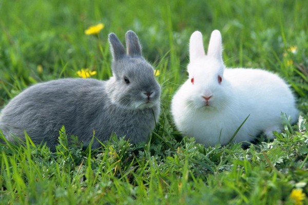 brown and white rabbit