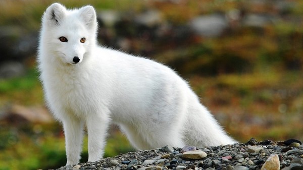Arctic Foxes Cute Animal