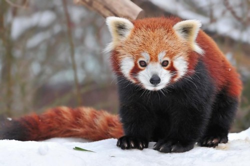 Cute Red Pandas